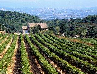 Fototapeta na wymiar House amid vineyard in the Luberon