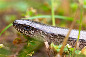 Detail of the Blindworm Fragile (Anguis fragilis) in the Nature