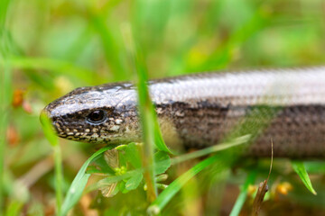 Detail of the Blindworm Fragile (Anguis fragilis) in the Nature