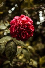 red rose in the garden