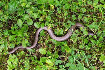 Detail of the Blindworm Fragile (Anguis fragilis) in the Nature