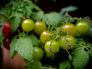 Bunch of fresh green and red cherry tomatoes. Raw tomato on a branch. Tasty organic vegetables perfect for italian cuisine, vegetarian, vegan food. Local farmer grows veggies for healthy eating.