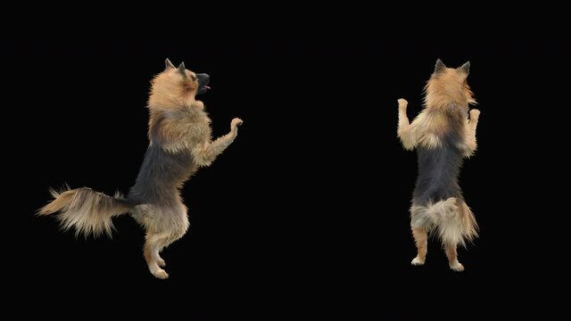 Dogs Dance, realistic CGI VFX, 3d rendering, Animation Loop,  composition 3d mapping cartoon, Included in the end of the clip With Alpha matte.