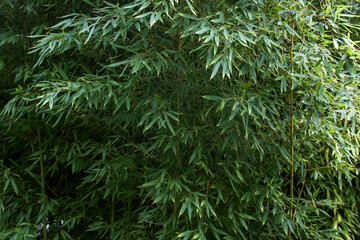 Green bamboo forest