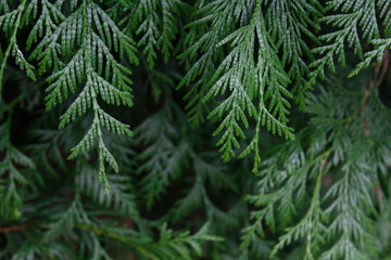 Cedar green foliage