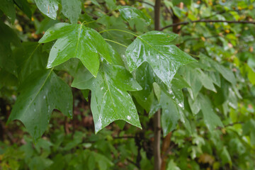 Tulip tree foliage