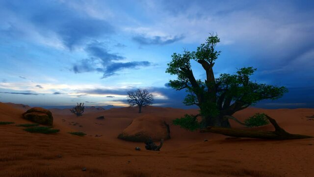 Baobab tree at dawn beautiful sky