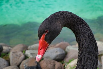 Closeup shot of the neck of a black swan with a red beak