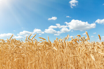 Scenic landscape of ripegolden organic wheat stalk field against blue sky on bright sunny summer...