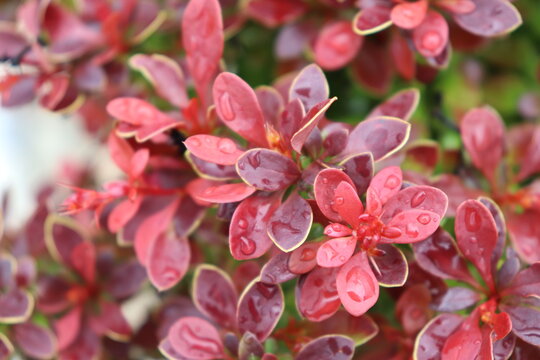 Barberry bush in the garden