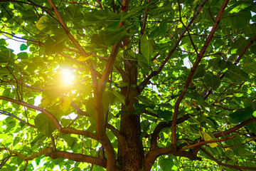 Sun shines through the branches of a tree.