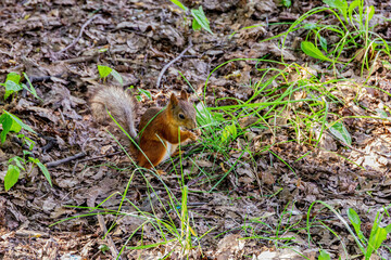 Naklejka na ściany i meble squirrel on the ground