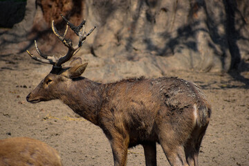 All animal zoo outdoor metal fence. sitting on sad.