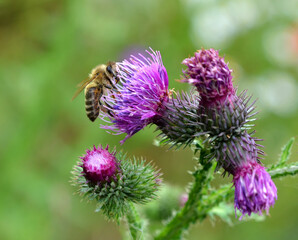 Honigbiene auf einer Kletten-Distel