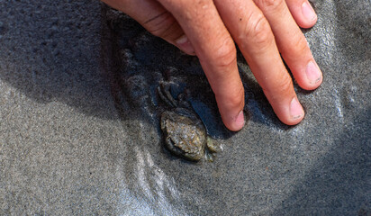 A sand crab in grey sand. Kids hand trying to catch it