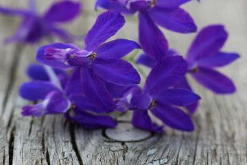 field flower on the surface of a structural tree in cracks
