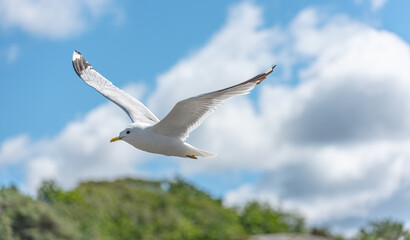 Flying sea gull over a sunny beach