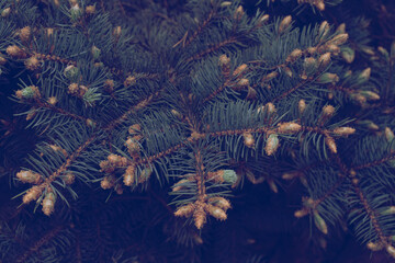 Closeup at green tree branches of spruce with buds, copy space, toned, Christmas concept, postcard.