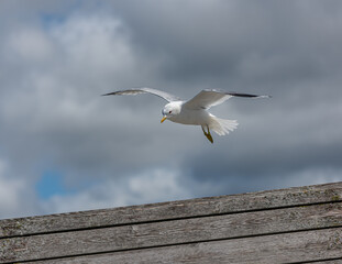 Sea gull landing on a plank wall