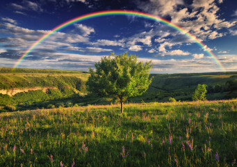 Fototapeta premium Rainbow over a meadow in the spring