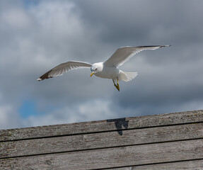 Sea gull landing on a plank wall