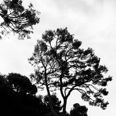 Arbres en ombres chinoises