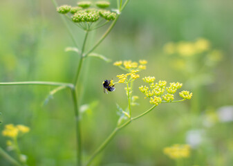 wasp of the garden on a yellow wild flower