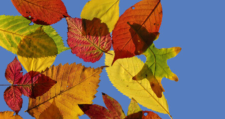Fototapeta na wymiar Set of colorful translucent autumn leaves isolated on sky background.