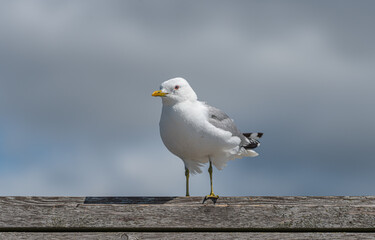 Sea gull landing on a plank wall