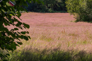 Small field with tall and partly red grass