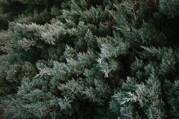 Texture of the juniper branches
