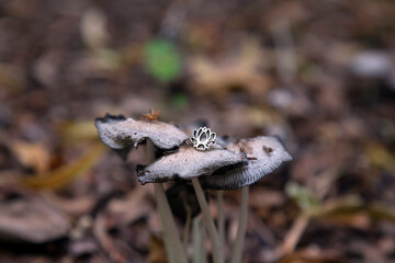 Sterling silver ring on the shape of lotus on forest mushrooms
