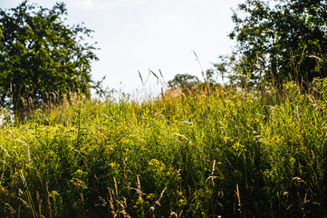 The green grass growing surrounded by the trees