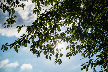 The sun shining through the branches of the trees