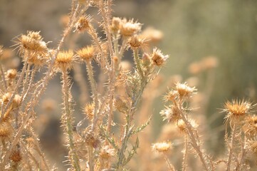 nature, grass, plant, field, wheat, flower, dry, yellow, summer, agriculture, macro, autumn, weed, spring, flora, green, meadow, thistle, cereal, crop, grain, wild, dried, brown, sun