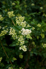 Ligustrum vulgare