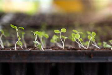 Seedlings with green leaf grow in soil tray