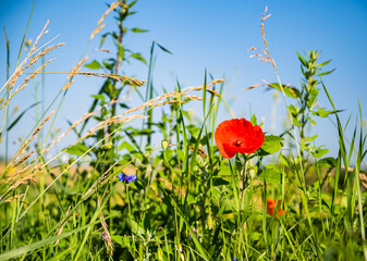 A red common poppy flower growing in the green field