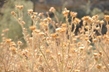 field, grass, wheat, nature, plant, summer, agriculture, yellow, meadow, grain, farm, crop, cereal, autumn, green, sky, rural, golden, harvest, corn, blue, dry, closeup, macro, flora