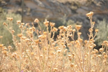 Fototapeta premium grass, field, nature, plant, summer, wheat, autumn, meadow, agriculture, yellow, green, flower, grain, crop, sun, spring, landscape, harvest, countryside, rural, dry, cereal, golden, flora, farm