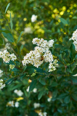 Ligustrum vulgare