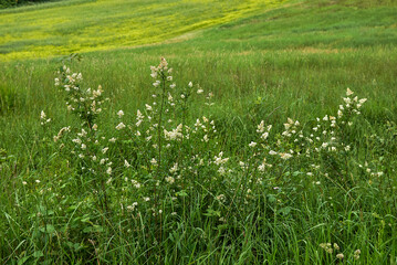 Ligustrum vulgare