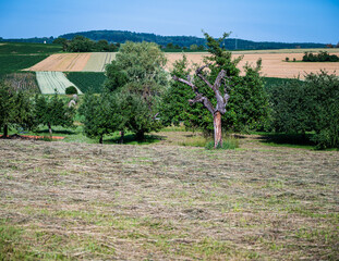 The trees growing on the green landscape during daytime