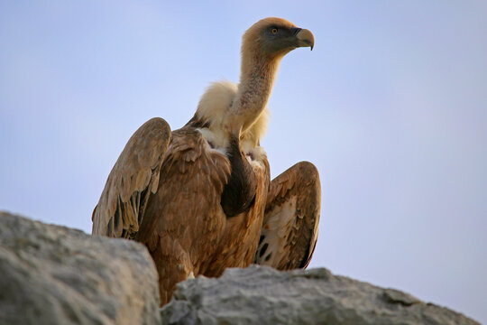 Griffon Vulture perches on rocky crag to survey the land.
