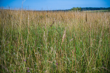 A closeup shot spikes of wheat in the field