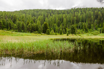 St. Moritz, Stazersee, Badesee, Bergsee, Lej da Staz, Stazerwald, Schilf, Wasserpflanze, Pontresina, Oberengadin, Engadin, Alpen, Wanderweg, Sommer, Graubünden, Schweiz