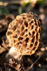 Morchella esculenta