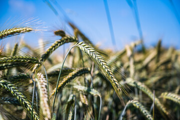 Many wheat spikes in the field during daytime