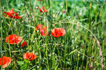 A red common poppy flower growing in the green field