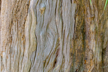 Skin of old tree no bark